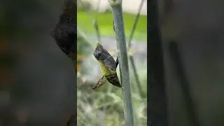 🐛 🐞 WE GOT DA BUGS #insects #farming #viral