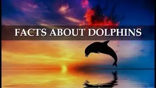 Top 10 Surprising  Facts about The Most Intelligent Animal Dolphin || Brain Feast ||