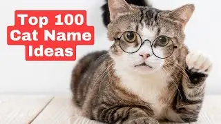 Top 100 Cat Names for 2022
