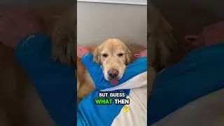 Golden Retriever King Buddy just got replaced by mai tais, ukuleles, and a luau in Hawaii 🌴#funny