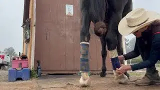 How To Wrap Your Horses Legs - Bandages, Standing Wraps - Gaited Horse Training