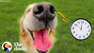 Dogs Can Actually SMELL Time | The Dodo