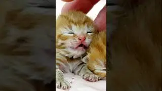 &ldquo;Sleeping Little Kitten&rdquo; #top#mau #maumau #cat#cartoon#billiwala
