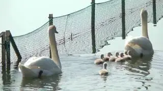生まれたて！白鳥のヒナ