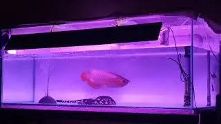 7Jan2019 updated super red 18