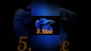 Top 5 Betta fish colour