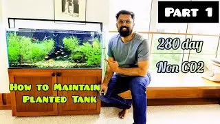 280-Day CO2-FREE Low Tech Planted Tank UPDATE & Maintenance Secrets!