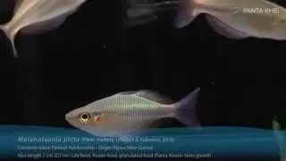 Melanotaenia picta