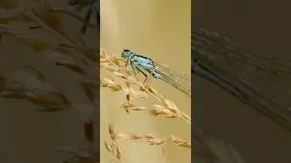 Lantaarntje (Ischnura elegans)
