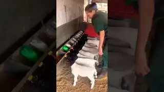 Goat farming #farming #animals