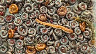 Catching Beautyful Millipedes | Incredible Millipede Catching Techniques & Nature Moments!