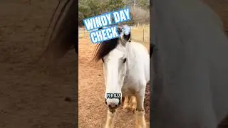 Haven't blown away YET #horse #wind #tennessee #weather #farmlife #chaos #nature #mountains #sub