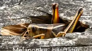 Melanoplus bivittatus