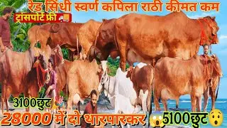 28000 में 2 मिलेगी 😱 साहीवाल 22000 की 😯 #red Sind 💥 स्वर्ण कपिला 🔝 22 लीटरदूध तक 🤔