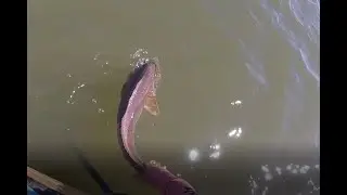 From High Tide to Low Tide Redfish, Redfish, REDFISH
