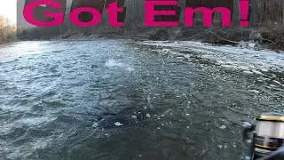 Float Fishing Steelhead on Rocky River, Ohio (Everybody Caught Steelhead, Fish On!)