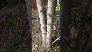 акациусЕбентус ч.2 опасный краснодарский край #выживание #переезднаюг #хадыженск #выживший