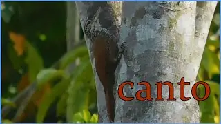 ARAPA&Ccedil;U DE BICO BRANCO nos detalhes e  canto  (Dendroplex picus)