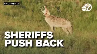 California sheriffs clash with wildlife officials about coyotes