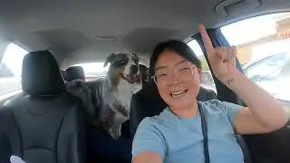 Astro's Stomach Issues & Service Dog Public Access Training at Hobby Lobby | AstroFromTheBlue