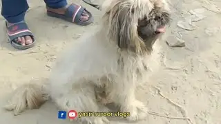 Nowshera Dog Mela Rates updates..#youtube #viral 