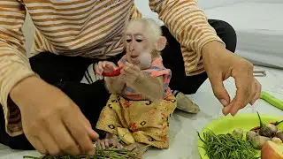 Cute & Beautiful Monkey Jack Very Moody Calm & So Content Prepared Veggie With Mom