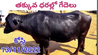 కోస్గి సంతలో తక్కువ ధరకి అందుబాటులో గేదెలు , kosgi Buffalo's market 13/11/2022