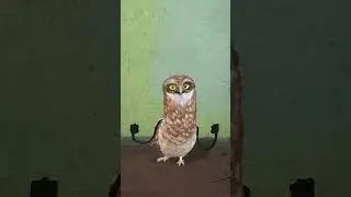 aa pache pacha aa aa
