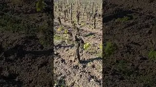 Old Vines at Vieux Chateau Certan