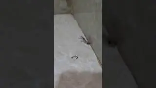 Millions of People Don&rsquo;t Know This Strange Animal It Dies but Its Tail Stays Alive! 😱🦎 #Shorts  #diy