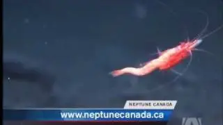 UVic Makes History with Neptune Canada