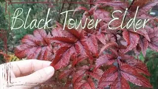 Spring Black Tower Elder Pruning Tutorial Video &bull; Growing Home Gardening