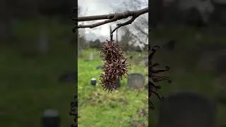 Sweetgum - fruit - February 2023