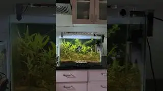 Toxic gas in my dirted tank ☣️ #plantedtank #aquarium #plant #viral #aquascape #science #short