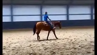 Trodis Sophie Oak       Mare by     Ark Oak Enterprise x Trodis Nic