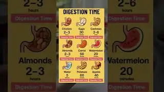 ow Long Does It Take to Digest Different Foods! Digestion Time Explained #healthyeating