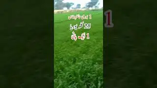Masha alllah Savera vateity 2023 |ake pani 1 nitrophas +25 kg urea |Crop reformer