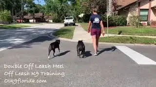4 Year Old Jack Russell/Pit Mix &ldquo;LuLu&rdquo; | Daytona Dog Trainers | Central Florida Dog Trainers