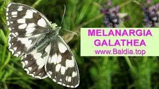 SCHACHBRETTFALTER legt Eier | Melanargia galathea | Schmetterling Eiablage | 88