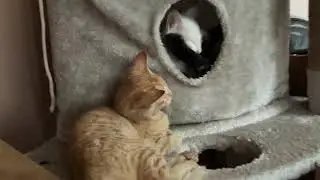 Funny Cats | Cat Videos | Cat Tree House | #funnycats #catvideos #amazingpets