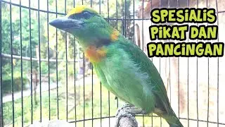 BURUNG TAKUR TOHTOR GACOR SUARA SEPERTI DI ALAM , BAGUS BUAT PIKAT DAN PANCINGAN