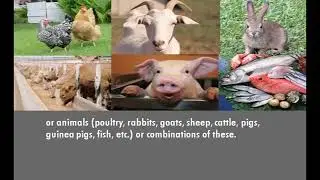 Agricultural Geography Geography of Food