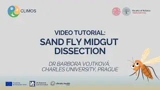 Sand fly midgut dissection