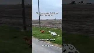 Собачьи бега