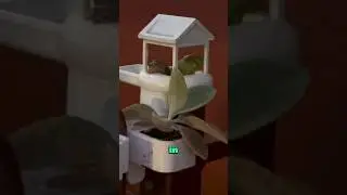 Building a frog&rsquo;s home #cute #love #animals