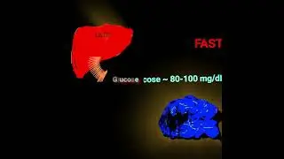 Glucose & The Liver-Brain Connection @Metabolism Made Easy