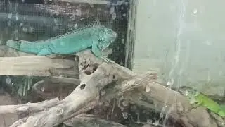 snake house in lucknow zoo ( Lucknow zoo mini vlog Part 1 ) #minivlog 