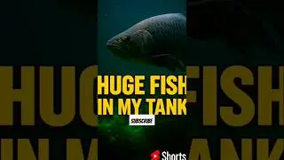 HUGE FISH IN MY TANK..😱😱😱#viral #lyunaff #fish #aquarium