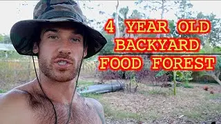 My Last Backyard Food Forest Tour