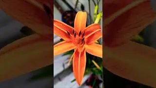 Spring whispers in color | #shorts #ytshorts #trending #nature #flowers